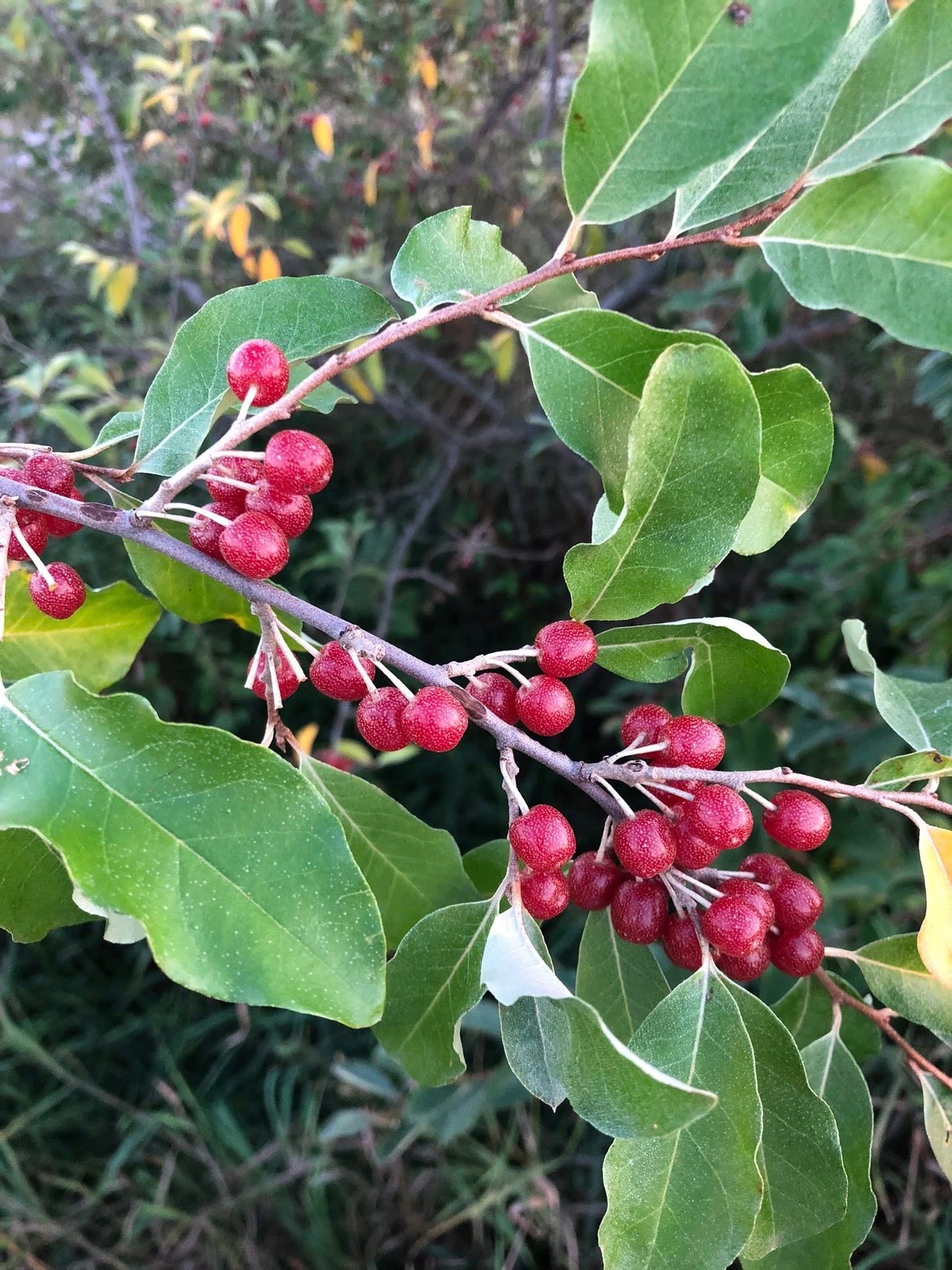 Autumn Olive Seeds | Japanese Silverberry | Elaeagnus Umbellata | 20+ seeds