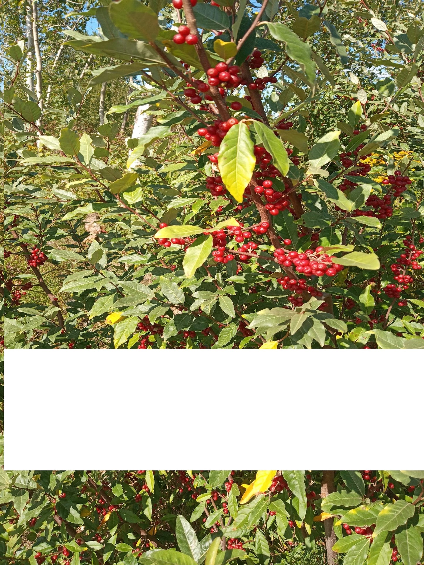 Autumn Olive Seeds | Japanese Silverberry | Elaeagnus Umbellata | 20+ seeds