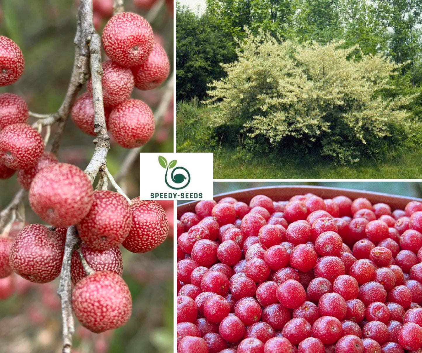 Autumn Olive Seeds | Japanese Silverberry | Elaeagnus Umbellata | 20+ seeds