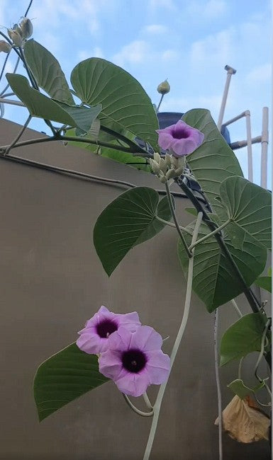 Hawaiian Baby Woodrose (Argyreia Nervosa) 25+ seeds | Untreated