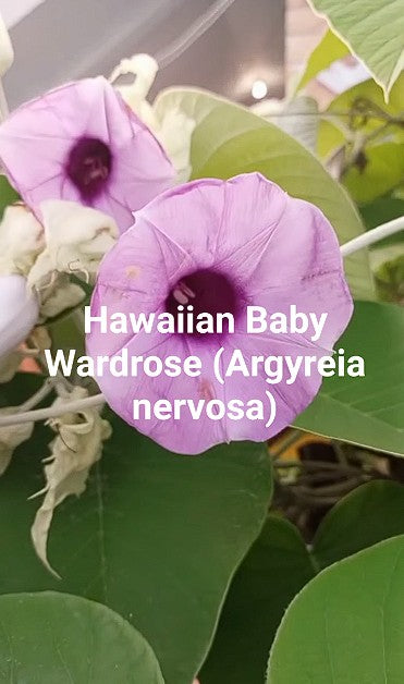 Hawaiian Baby Woodrose (Argyreia Nervosa) 25+ seeds | Untreated