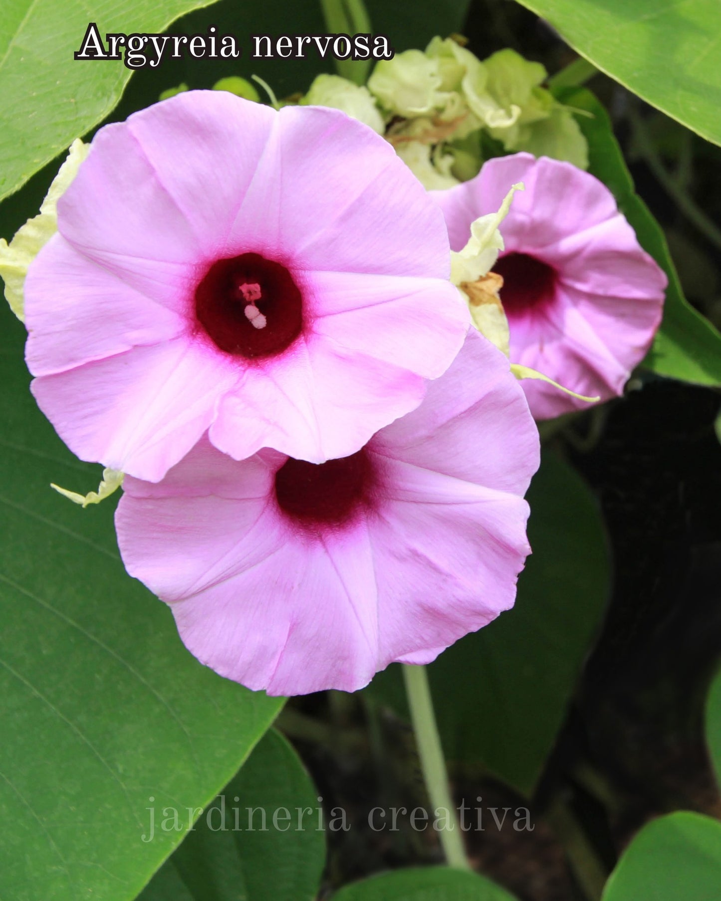 Hawaiian Baby Woodrose (Argyreia Nervosa) 25+ seeds | Untreated