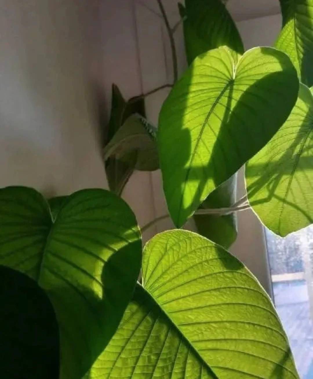 Hawaiian Baby Woodrose (Argyreia Nervosa) 25+ seeds | Untreated