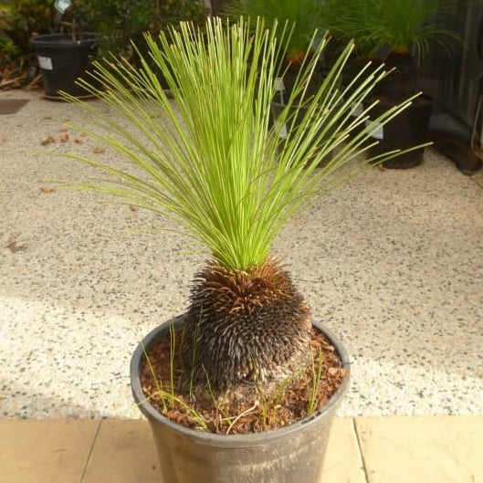 Xanthorrhoea Preissii | Balga | Grass Tree | 25+ seeds