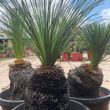 Xanthorrhoea Preissii | Balga | Grass Tree | 25+ seeds