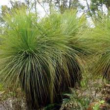 Xanthorrhoea Preissii | Balga | Grass Tree | 25+ seeds