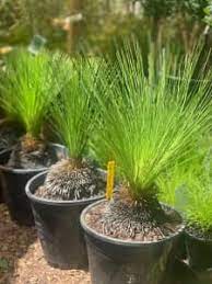 Xanthorrhoea Preissii | Balga | Grass Tree | 25+ seeds