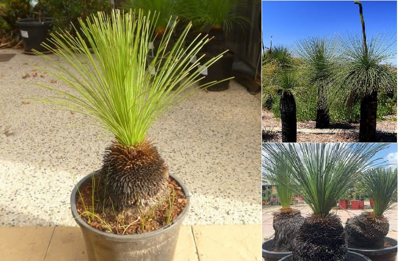 Xanthorrhoea Preissii | Balga | Grass Tree | 25+ seeds