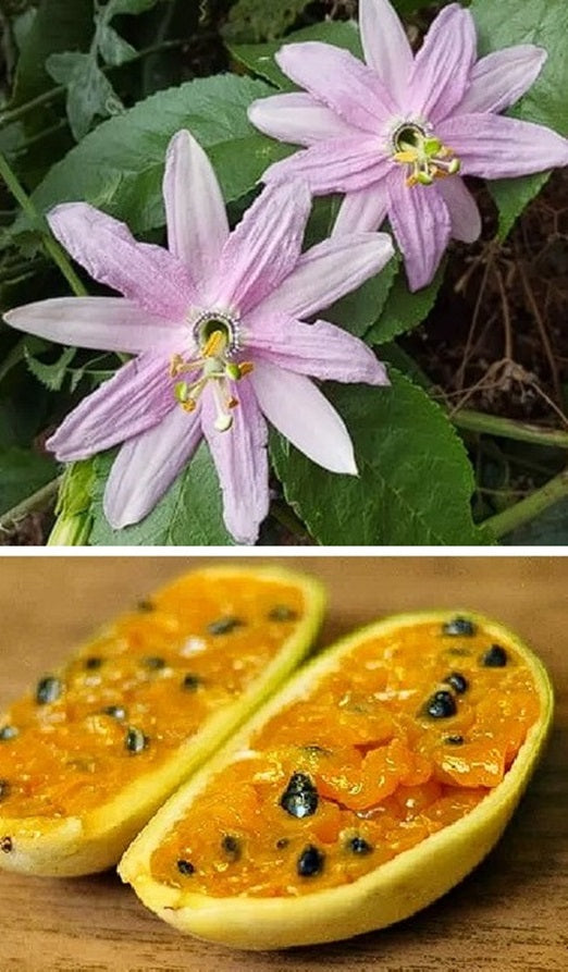 Edible Banana Passion Fruit (Passiflora Mollissima) | 10+ Seeds