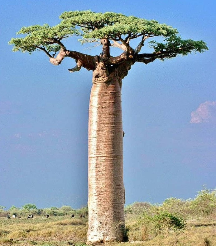 African Baobab Tree (Adansonia Digitata) 20+ seeds | Bonsai