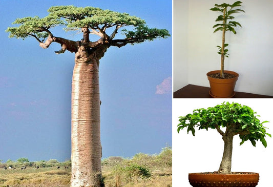 African Baobab Tree (Adansonia Digitata) 20+ seeds | Bonsai