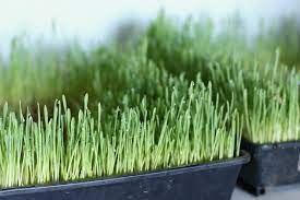 Barley Grass | Sprouts | Organic | 10g | Microgreens | Natural Detox