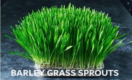 Organic Seeds for Sprouting / Sprouts | Many Types | Healthy Microgreens all year round!