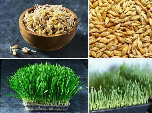 Barley Grass | Sprouts | Organic | 10g | Microgreens | Natural Detox