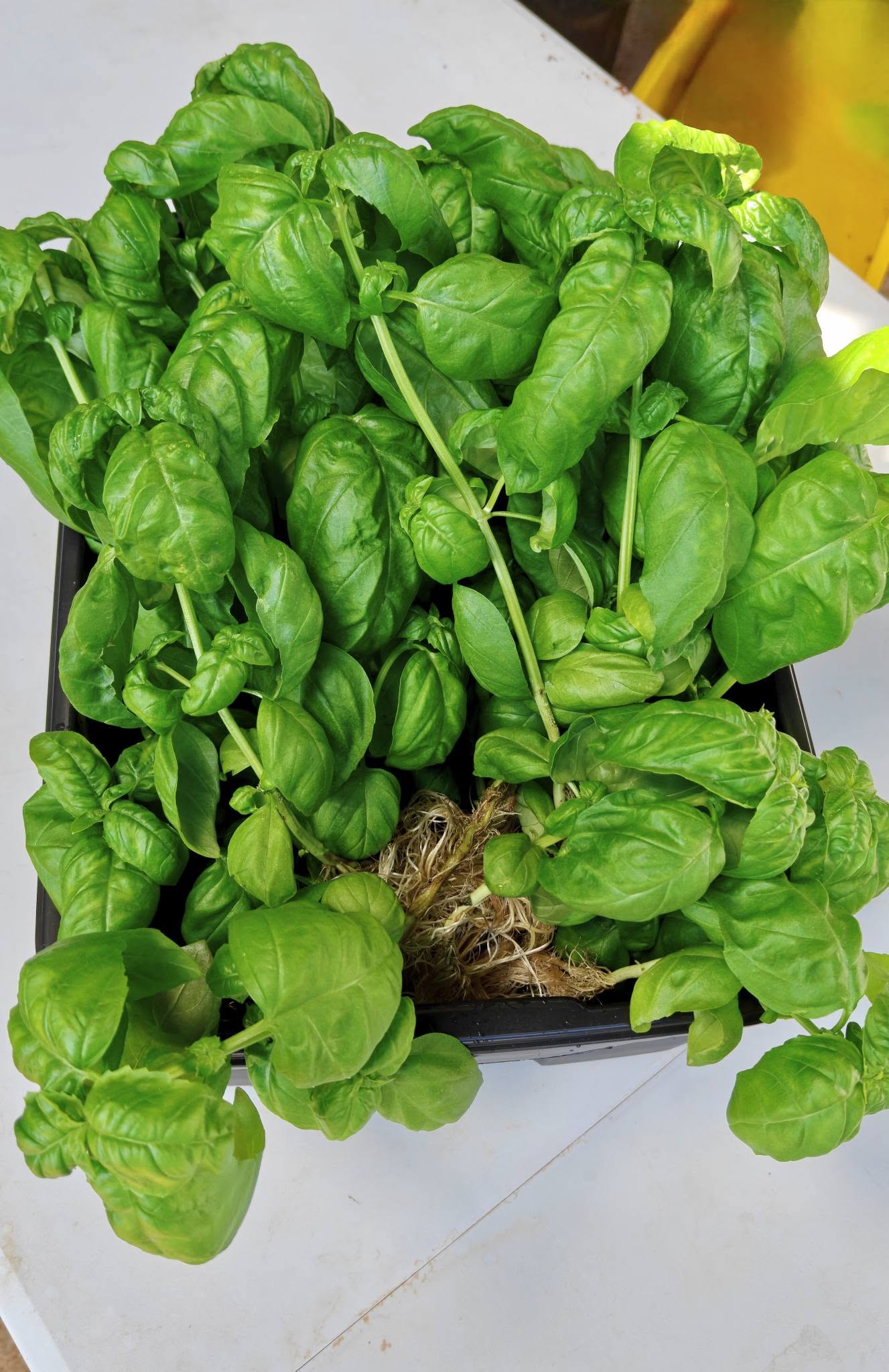 Organic Seeds for Sprouting / Sprouts | Many Types | Healthy Microgreens all year round!