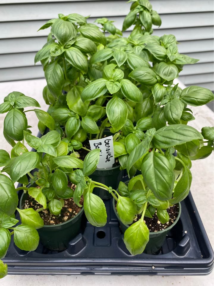 Basil Sweet Genovese | 6000+ seeds | Herb | Pesto | Caprese | Microgreens