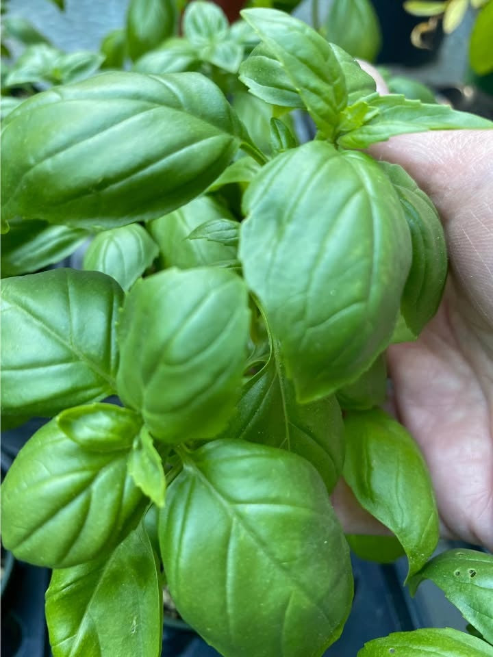 Basil Sweet Genovese | 6000+ seeds | Herb | Pesto | Caprese | Microgreens