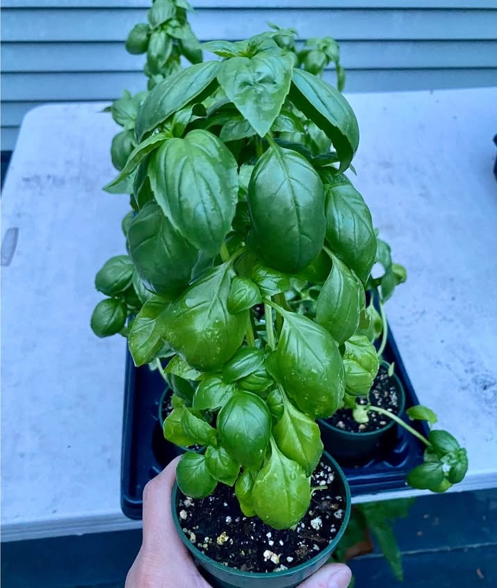 Basil Sweet Genovese | 6000+ seeds | Herb | Pesto | Caprese | Microgreens