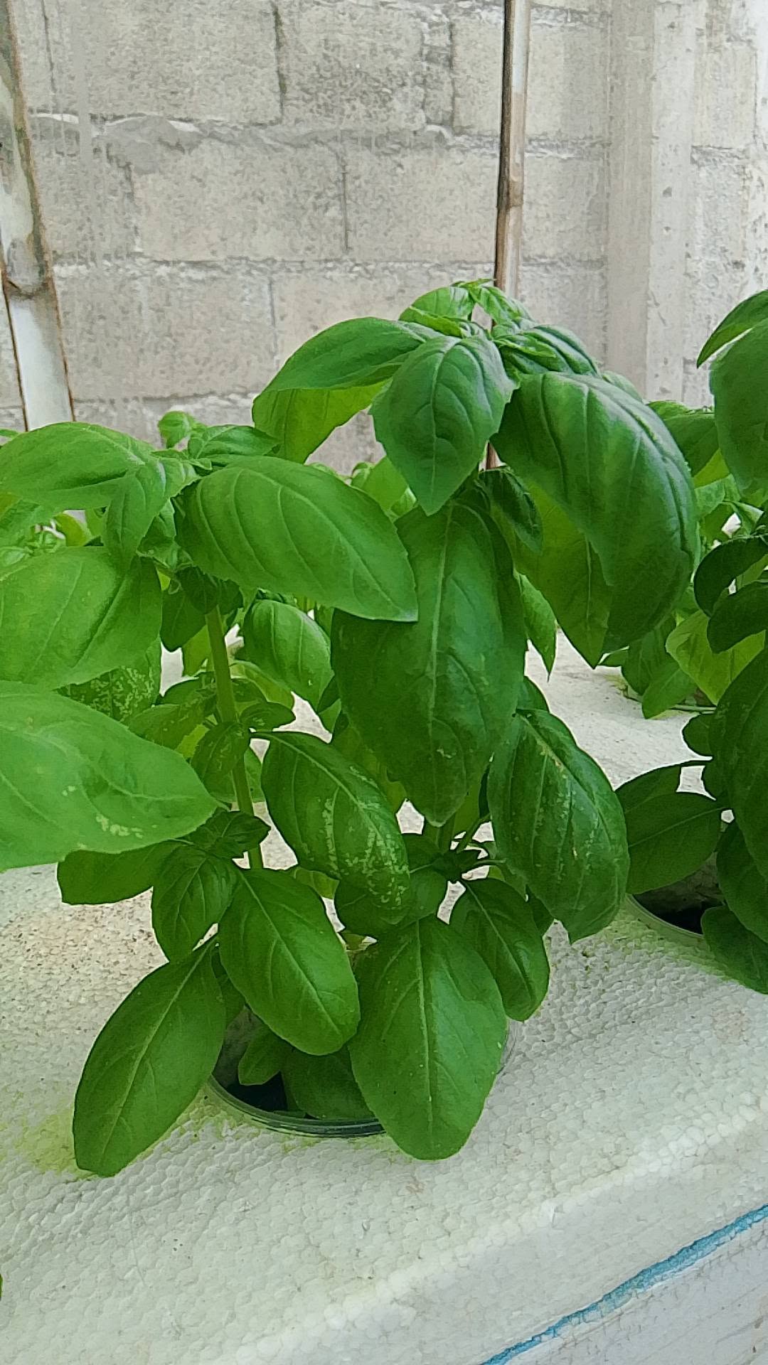 Basil Sweet Genovese | 6000+ seeds | Herb | Pesto | Caprese | Microgreens