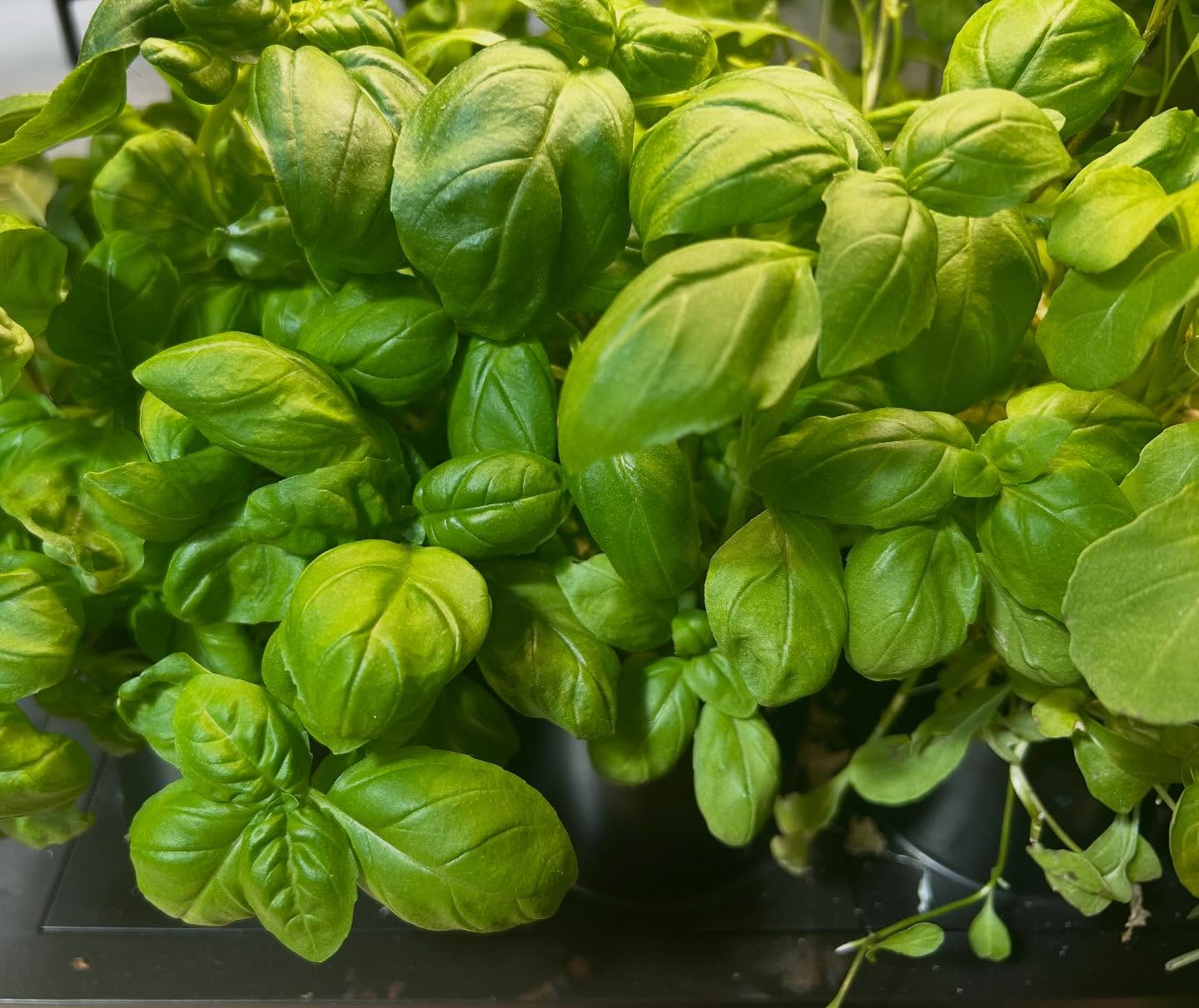 Basil Sweet Genovese | 6000+ seeds | Herb | Pesto | Caprese | Microgreens