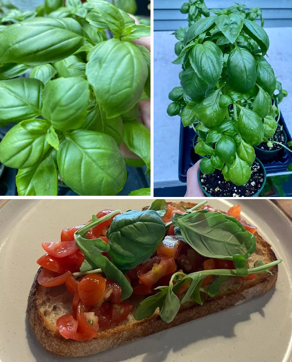 Basil Sweet Genovese | 6000+ seeds | Herb | Pesto | Caprese | Microgreens