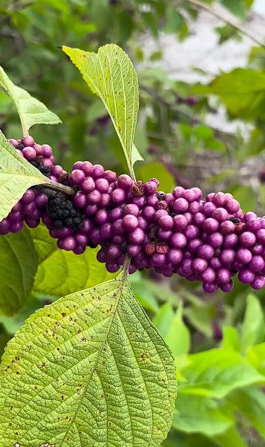 American Beautyberry seeds | Callicarpa Americana | 50+ seeds