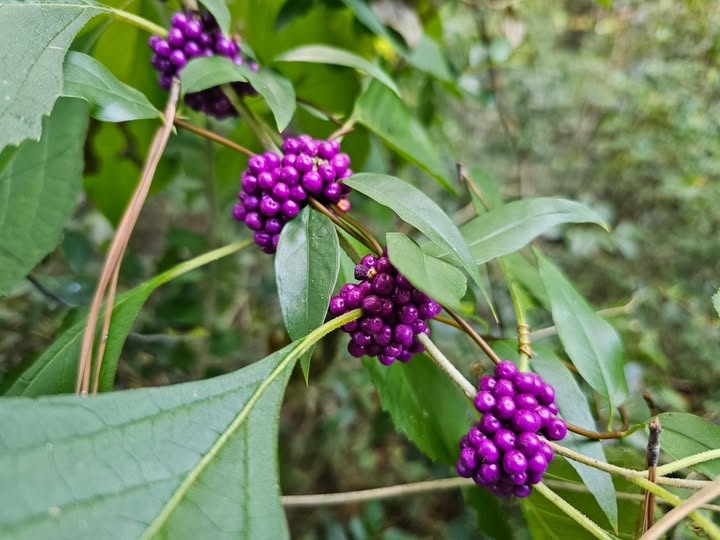 American Beautyberry seeds | Callicarpa Americana | 50+ seeds