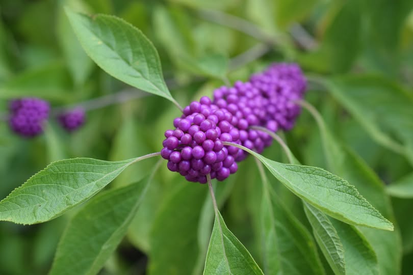 American Beautyberry seeds | Callicarpa Americana | 50+ seeds