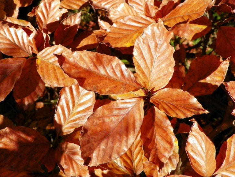 Beech | Fagus Sylvatica | 20+ Seeds | Hedges Hedging