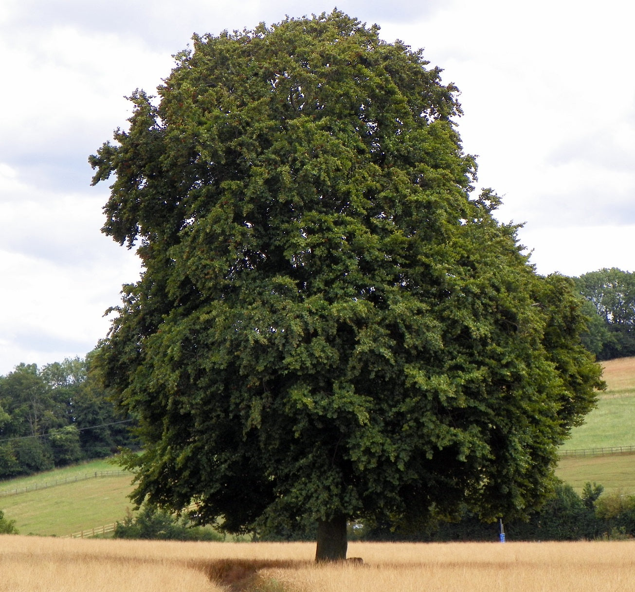 Beech | Fagus Sylvatica | 20+ Seeds | Hedges Hedging