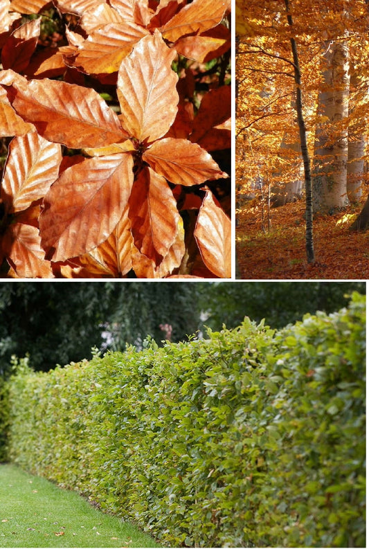 Beech | Fagus Sylvatica | 20+ Seeds | Hedges Hedging