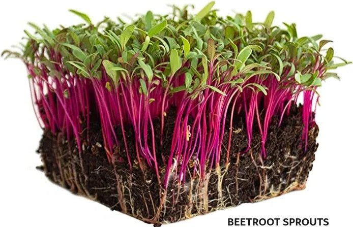 Organic Seeds for Sprouting / Sprouts | Many Types | Healthy Microgreens all year round!