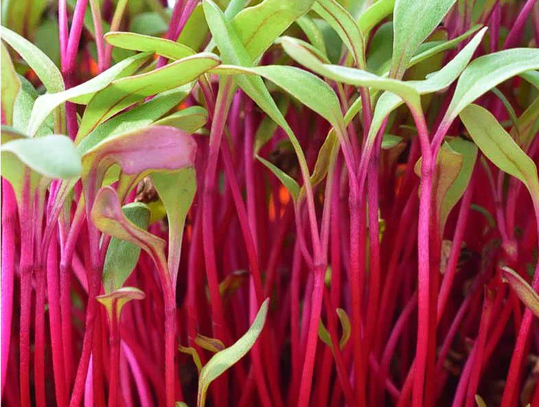 Beetroot Sprouting Seeds | 1,000+ | Microgreens