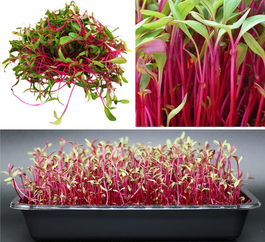 Beetroot Sprouting Seeds | 1,000+ | Microgreens
