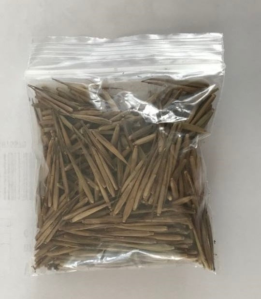 Black Bamboo | Phyllostachys Nigra | 15+ seeds | Fresh Import