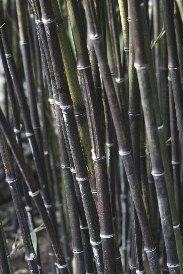 Black Bamboo | Phyllostachys Nigra | 15+ seeds | Fresh Import