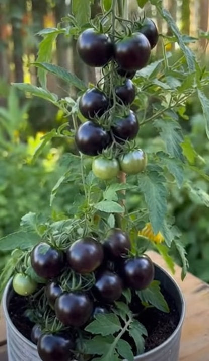 Black Cherry Tomato Seeds | Organic | 10+ seeds | Ukrainian | Rich Flavour