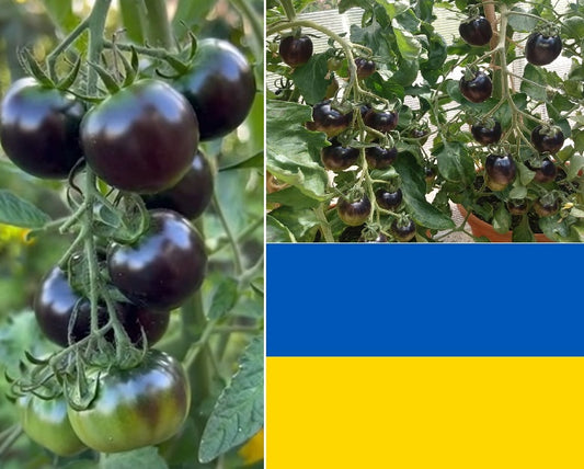 Black Cherry Tomato Seeds | Organic | 10+ seeds | Ukrainian | Rich Flavour