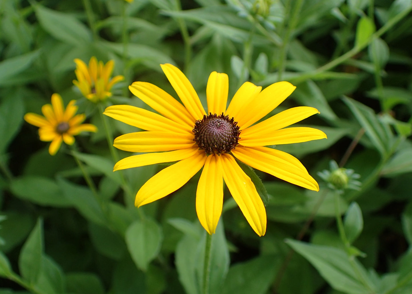 Black Eyed Susan | Rudbeckia Hirta | 50+ Seeds | Organic  - Own Crop