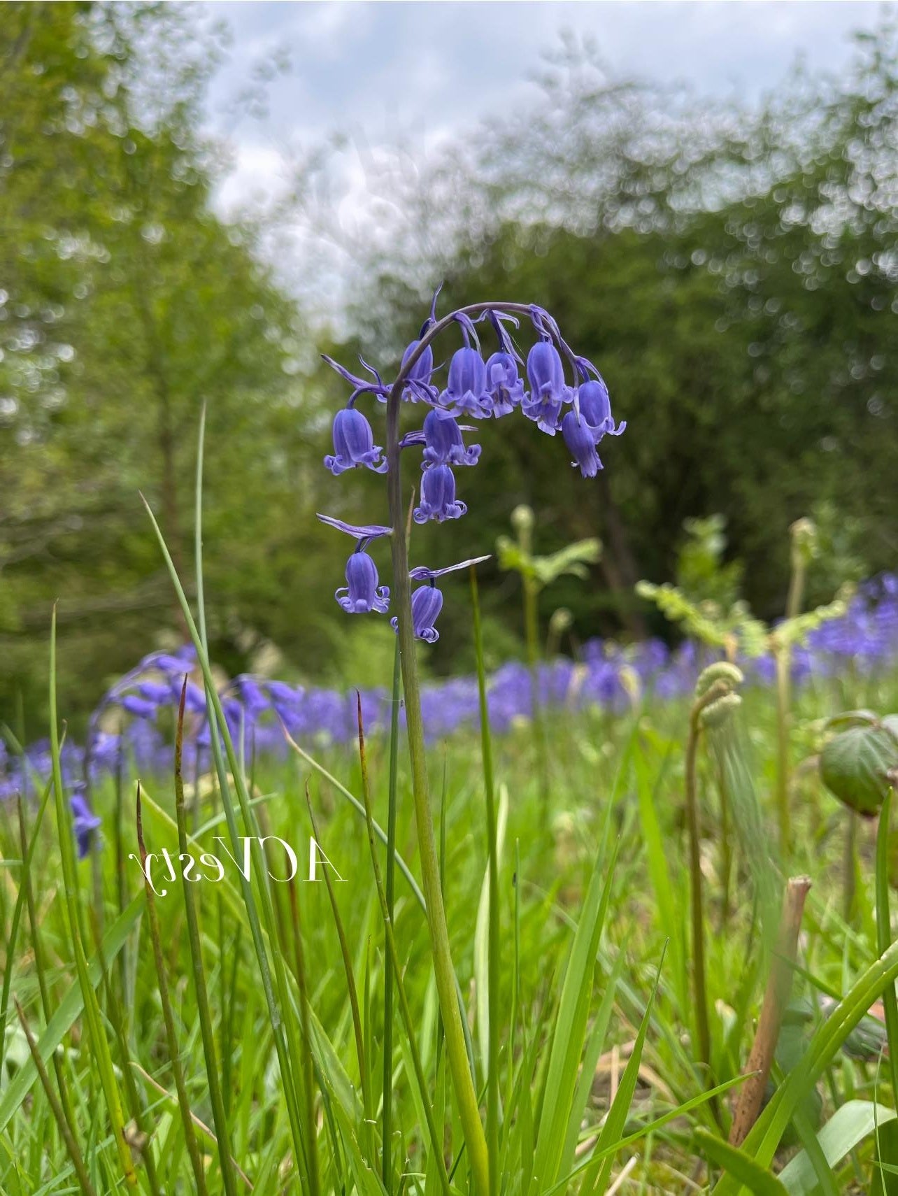 English Bluebell | 100+ seeds | Hyacinthoides Non-Scripta | Native Wildflower