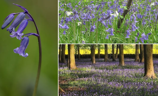 English Bluebell | 100+ seeds | Hyacinthoides Non-Scripta | Native Wildflower