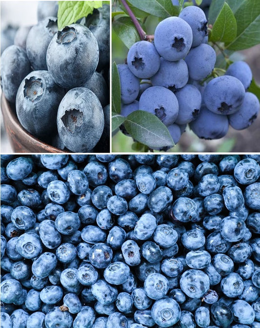 Blueberry | 100+ fresh seeds | Heavy Cropper | Fully Hardy