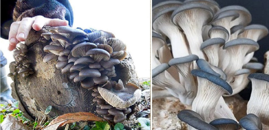 Grey Blue Oyster Mushroom spawn | 30+ Dowels | Free Wax | Full Instructions