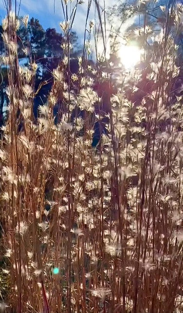 Share Split-Beard Bluestem | Andropogon Tenarius | 20+ Seeds | Prairie Grass
