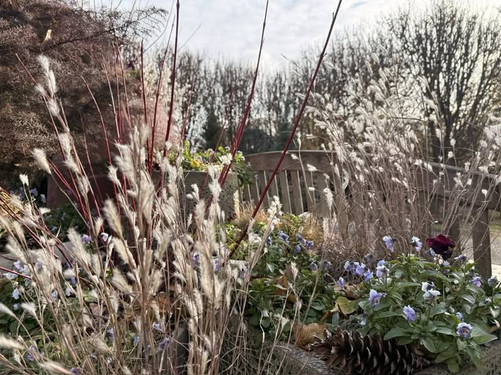 Share Split-Beard Bluestem | Andropogon Tenarius | 20+ Seeds | Prairie Grass