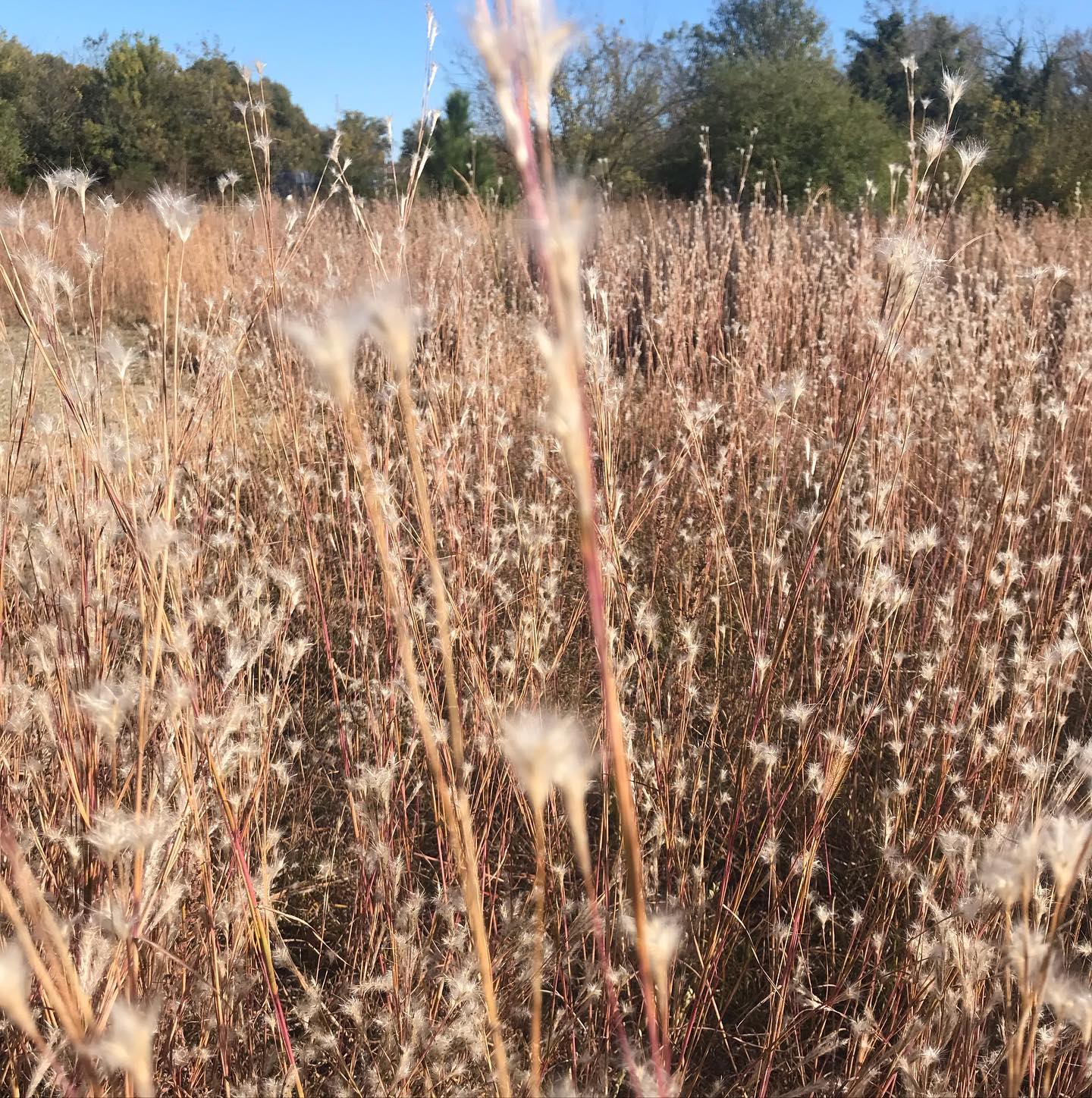 Share Split-Beard Bluestem | Andropogon Tenarius | 20+ Seeds | Prairie Grass