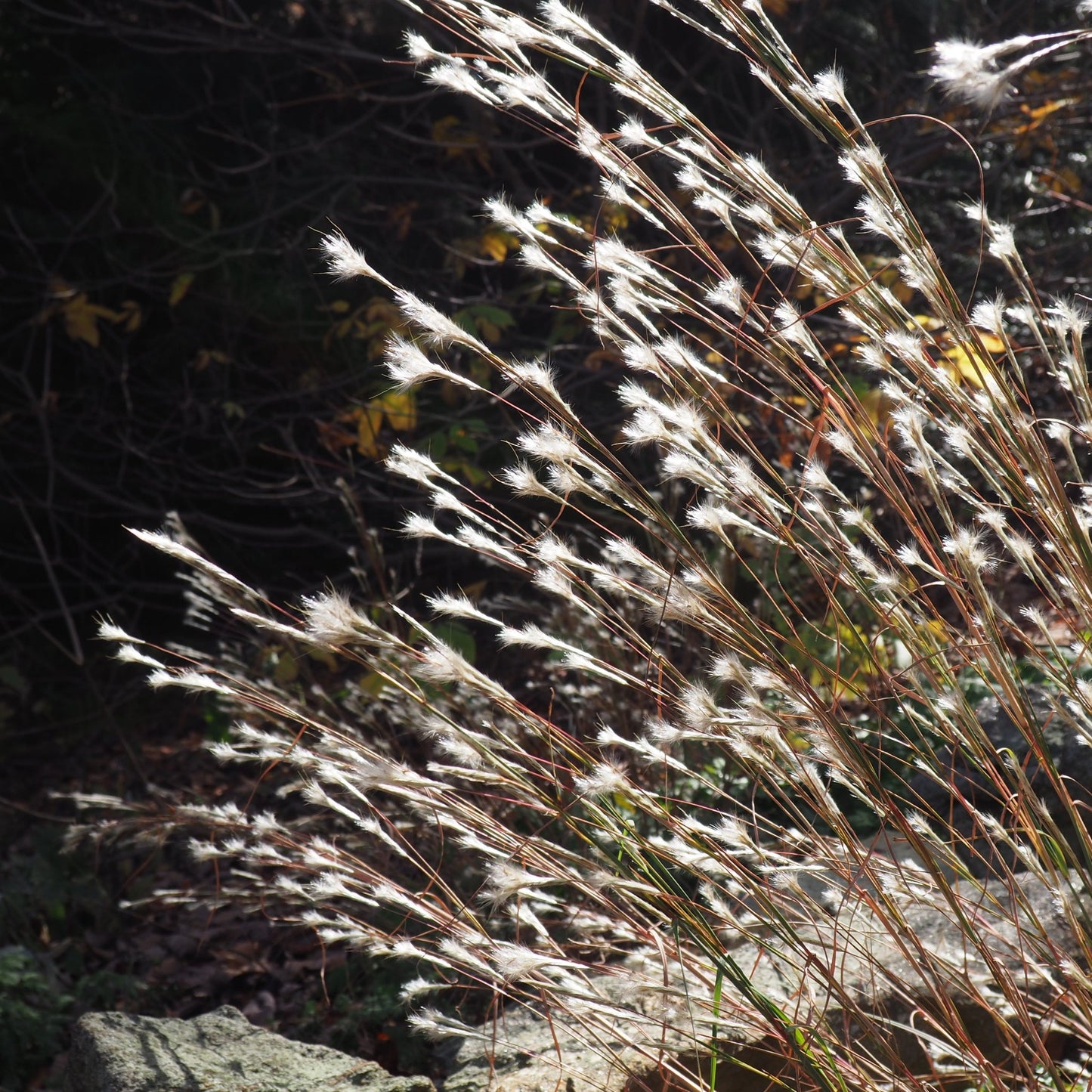 Share Split-Beard Bluestem | Andropogon Tenarius | 20+ Seeds | Prairie Grass