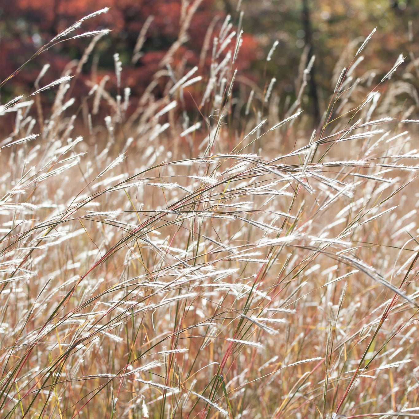 Share Split-Beard Bluestem | Andropogon Tenarius | 20+ Seeds | Prairie Grass