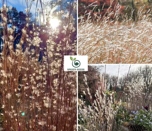Share Split-Beard Bluestem | Andropogon Tenarius | 20+ Seeds | Prairie Grass