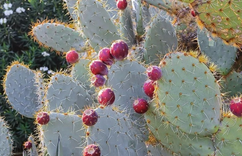 Blue Wheel Prickly Pear Cactus | Opuntia Robusta | 10+ seeds | Silver Dollar Prickly Pear